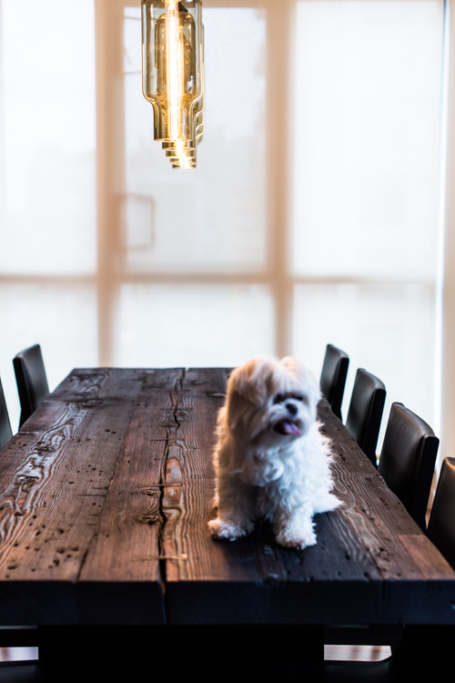 Niche Pharos Pendants Above Dining Room Table